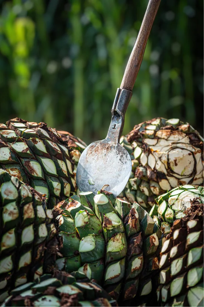 Foto de cosecha del agave azul